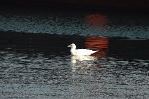 Gull, Glaucous, 2007-03117378 Gloucester, MA